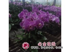 蝴蝶兰 观赏花卉盆栽鉴悦农业 喜暖畏寒 造型美观 赏花期长图1