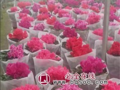 仙客来