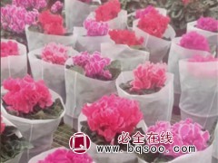 仙客来