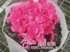 仙客来