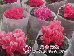 仙客来