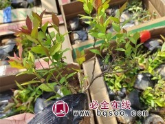 绣线菊