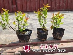 绣线菊