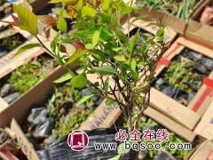 绣线菊