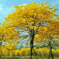 黄花风铃木基地 晟亿宏苗圃批量供应 绿化苗木多种规格 漳州花木基地