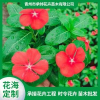 天天开 长春花 常见开花 矮状盆栽 承帅花卉苗木 青州花卉