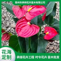 红掌 是单子叶植物纲天南星科花烛 属多年生常绿草本植物