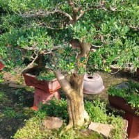 黄杨盆景 适合中式庭院布景 观赏好 中小型花卉景观 承帅 青州花卉盆景