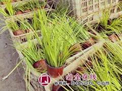 金叶石菖蒲