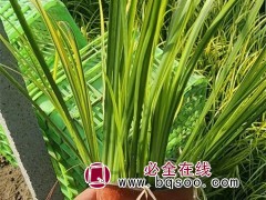 金叶石菖蒲