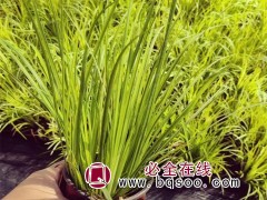 金叶石菖蒲