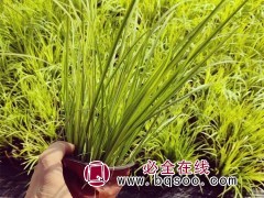 金叶石菖蒲