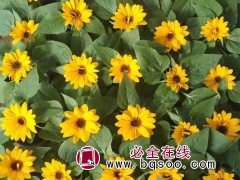 向日葵