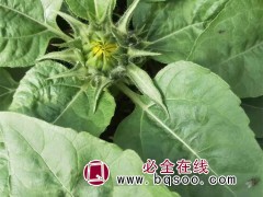 向日葵