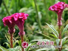鸡冠花
