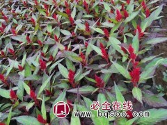 鸡冠花