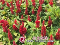 鸡冠花