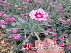 彩虹石竹