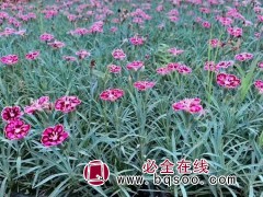 彩虹石竹