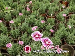 彩虹石竹