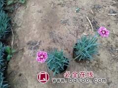 彩虹石竹