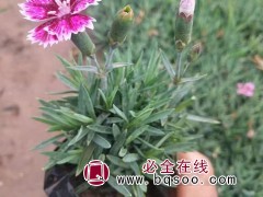 彩虹石竹