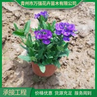 美女樱小苗 多年生草本植物 花色丰富 色彩艳丽 青州花卉基地