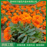 双色盆孔雀草 工程绿化用苗 适应性较强 一年生草本植物 青州花卉基地