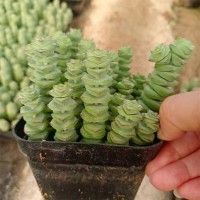 多肉植物钱串 景天科青锁龙属植物 多年生肉质草本 青州花卉苗木基地