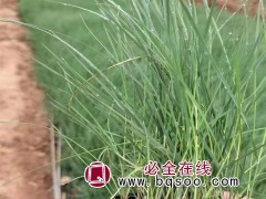 粉黛乱子草