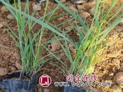 粉黛乱子草