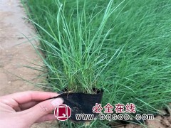 粉黛乱子草