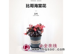 比哥海棠 庭院绿植室内植物 碧波花卉 四季带花苞重瓣 云南图1