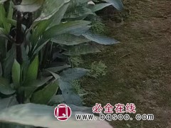 翠芦莉