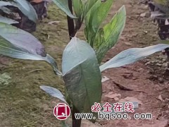 翠芦莉