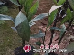 翠芦莉
