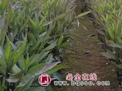翠芦莉