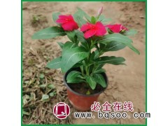 天天开 长春花 盆栽小苗 开花时间长 盆栽观赏 青州花卉基地图1