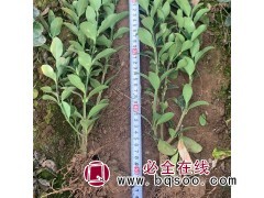 绿化工程用冬青 大叶黄杨 萌芽力强 耐修剪 四季常青 绿篱图1