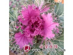 羽衣甘蓝 耐寒多色鸽系羽衣甘蓝 观赏盆栽 喜冷凉气候 土壤适应性强 青州花卉图1