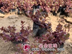 小球玫瑰
