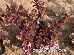 小球玫瑰