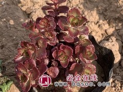 小球玫瑰