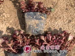 小球玫瑰