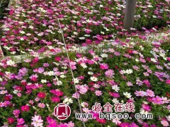 波斯菊