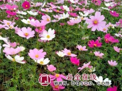 波斯菊