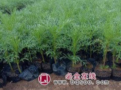 波斯菊