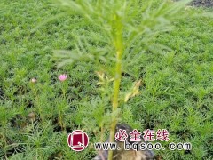 波斯菊