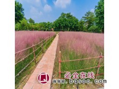 粉黛乱子草 多年种植经验 高成活率 粉色花海打造 青州花卉图1