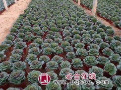 羽衣甘蓝